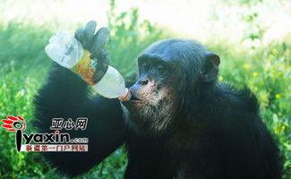 吃瓜的猩猩姐,揭秘娱乐圈幕后故事